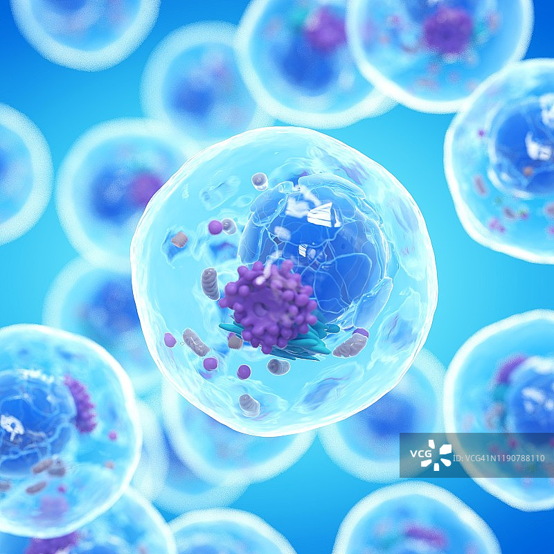 动物细胞图示图片素材