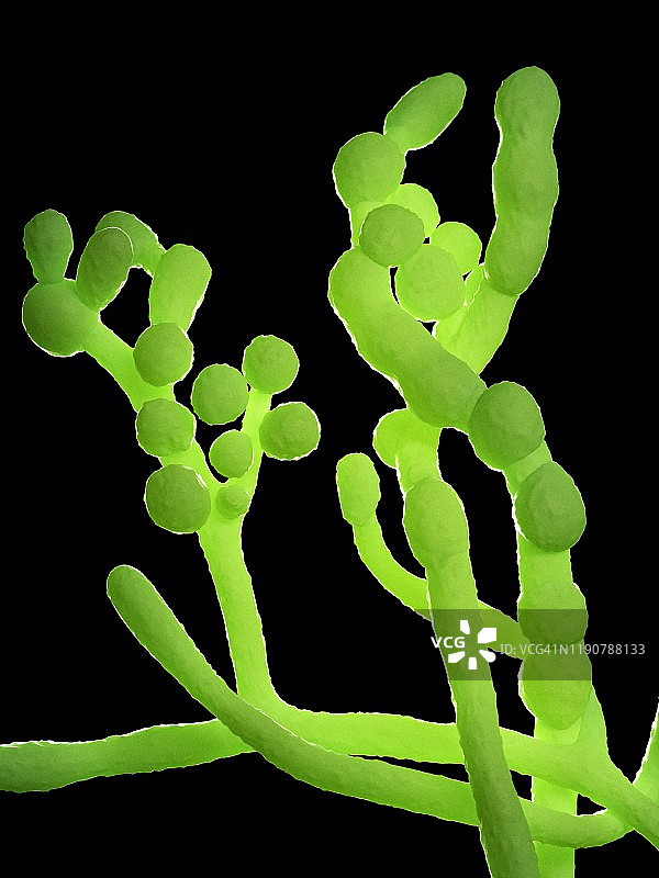 枝孢霉菌，插图图片素材