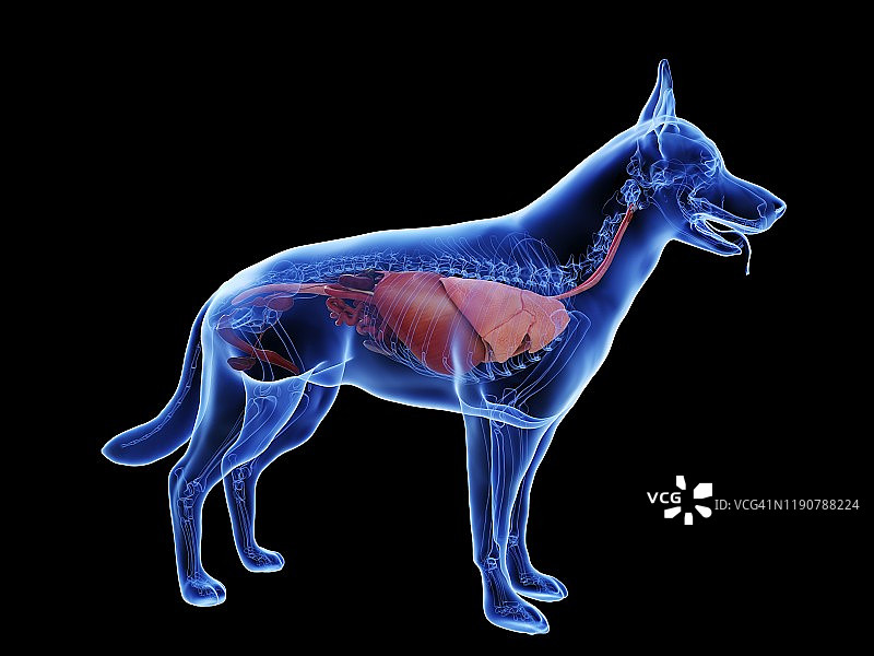 狗的解剖结构，图示图片素材