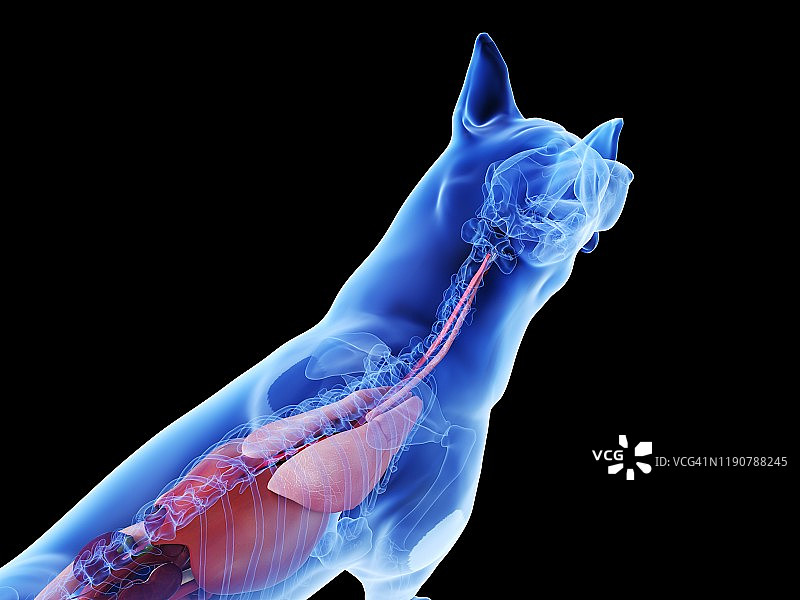 狗的解剖结构，图示图片素材
