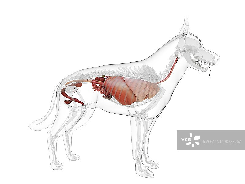 狗的解剖结构，图示图片素材