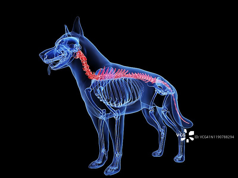 狗脊柱结构图图片素材