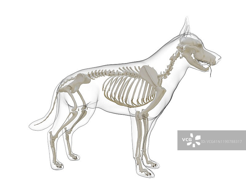 狗骨骼插图图片素材