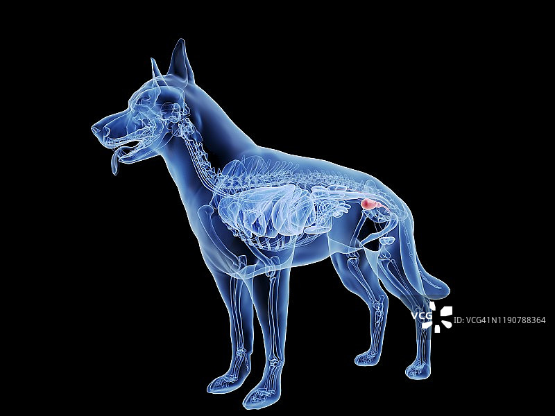 狗膀胱结构示意图图片素材