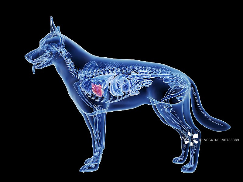 狗心，插图图片素材