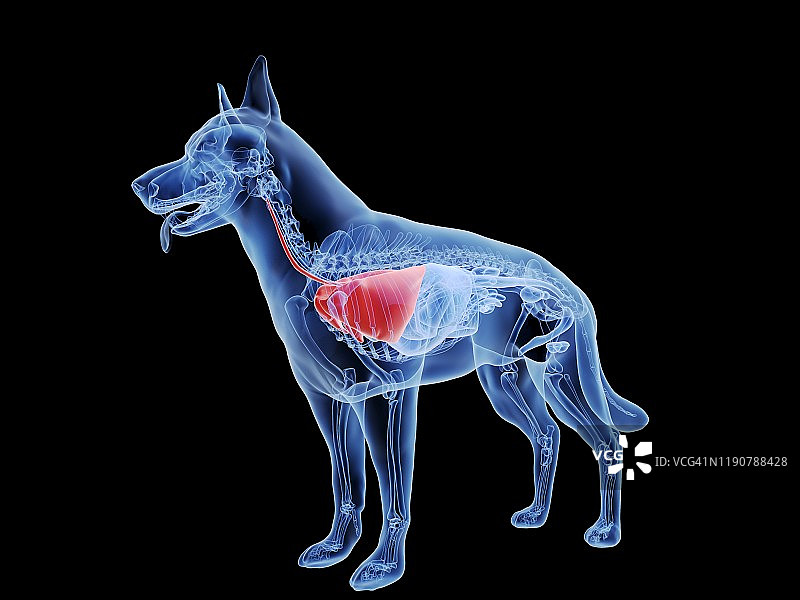 狗肺部图示图片素材