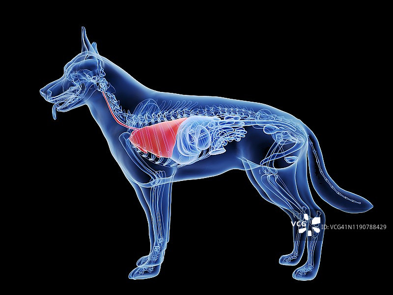 狗肺部图示图片素材