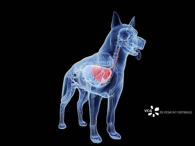 狗肺部图示图片素材