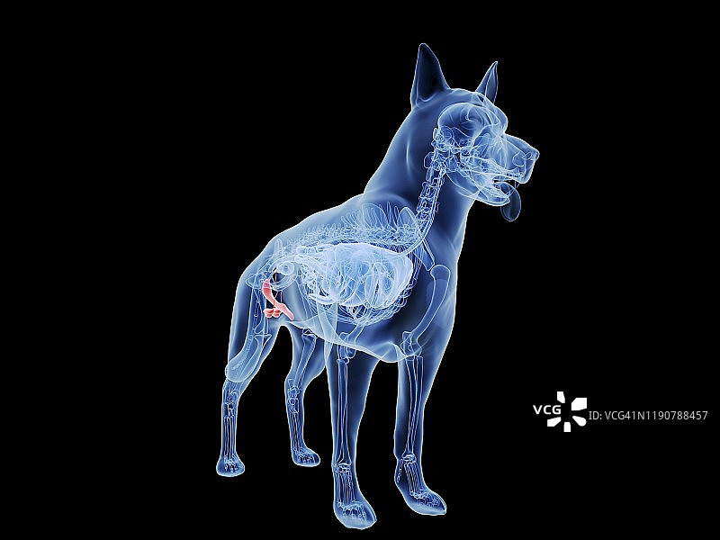 狗的生殖器插图图片素材