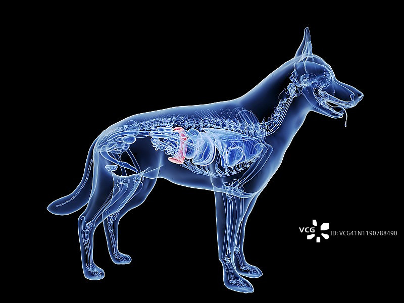 狗的脾脏，图示图片素材