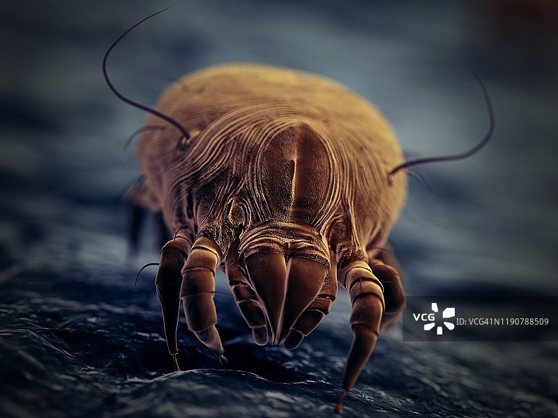 尘螨，图示图片素材