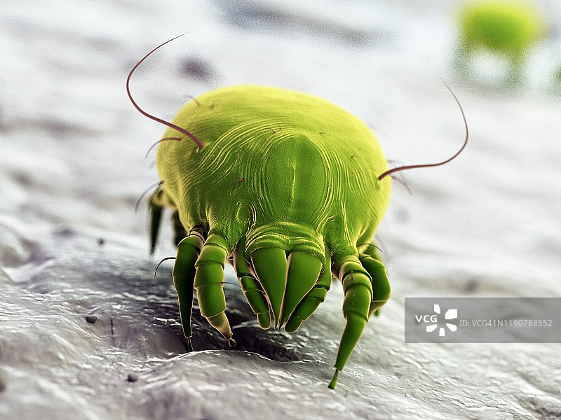 尘螨，图示图片素材