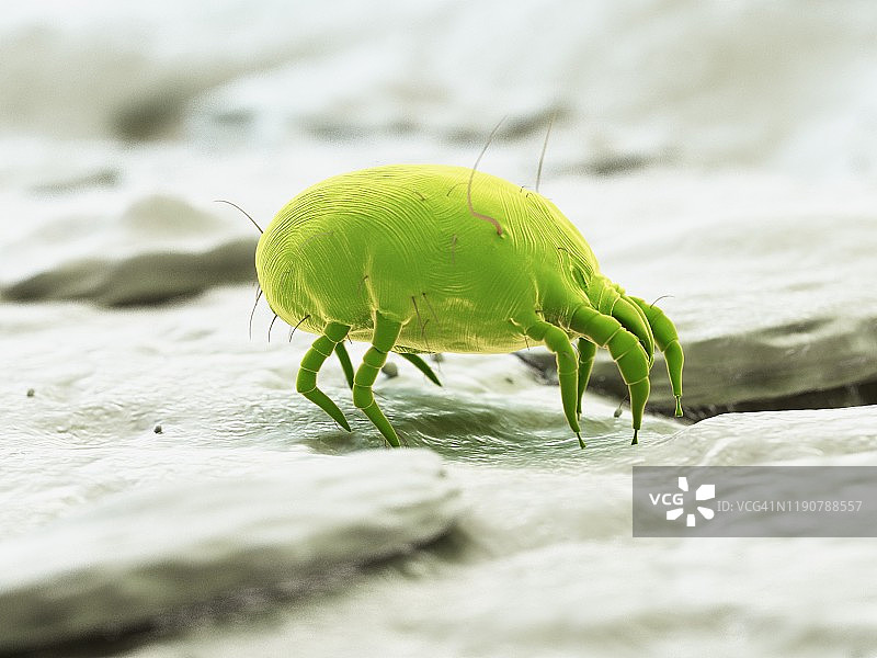 尘螨，图示图片素材