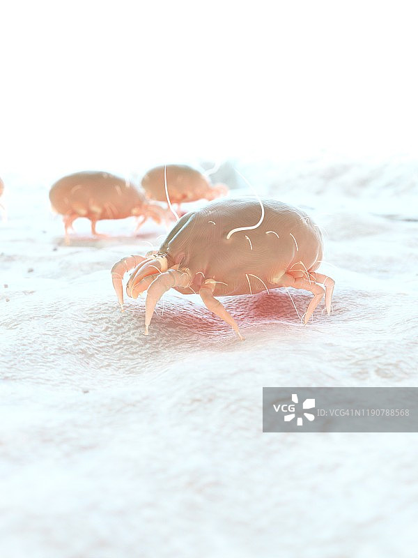 尘螨插画图片素材