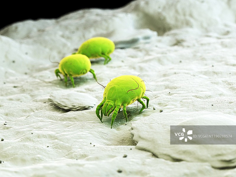 尘螨插画图片素材