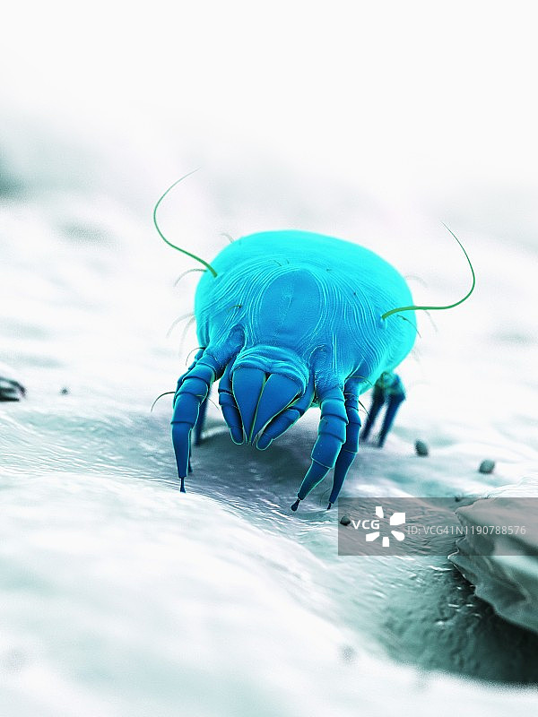 尘螨，图示图片素材