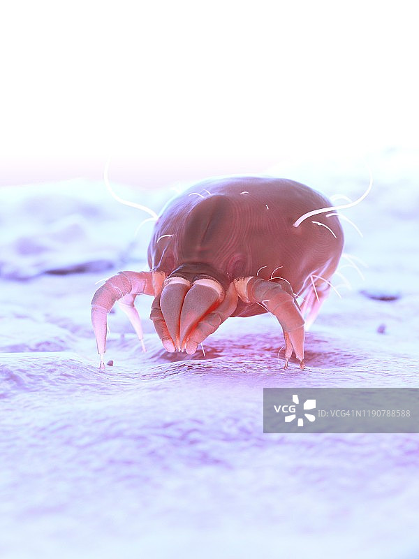 尘螨，图示图片素材