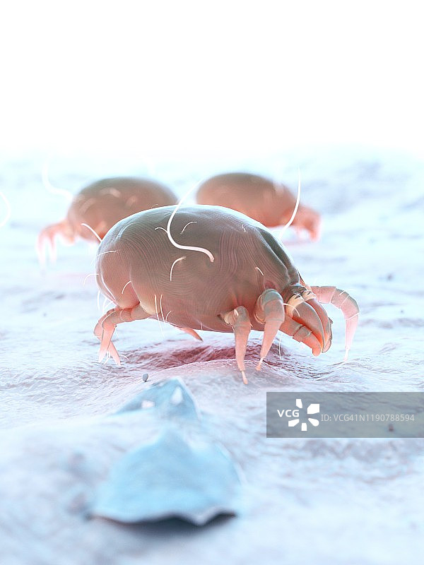 尘螨插画图片素材