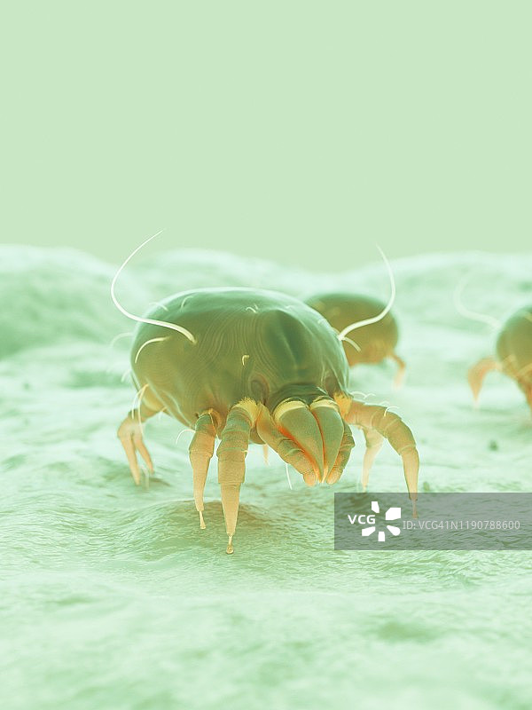尘螨，图示图片素材