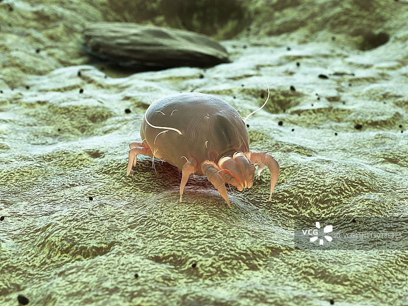 尘螨，图示图片素材