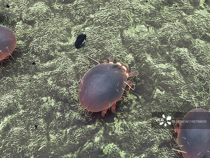 尘螨，图示图片素材