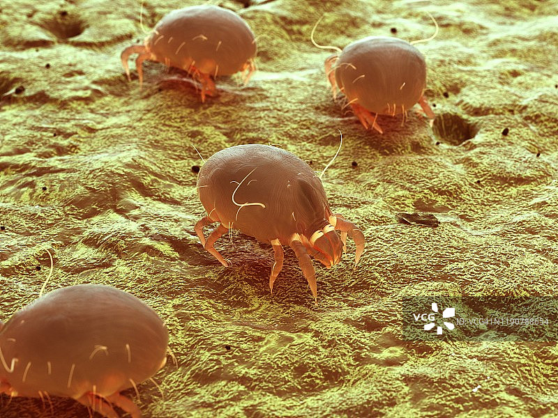 尘螨，图示图片素材