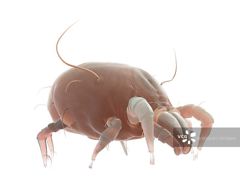 尘螨，图示图片素材