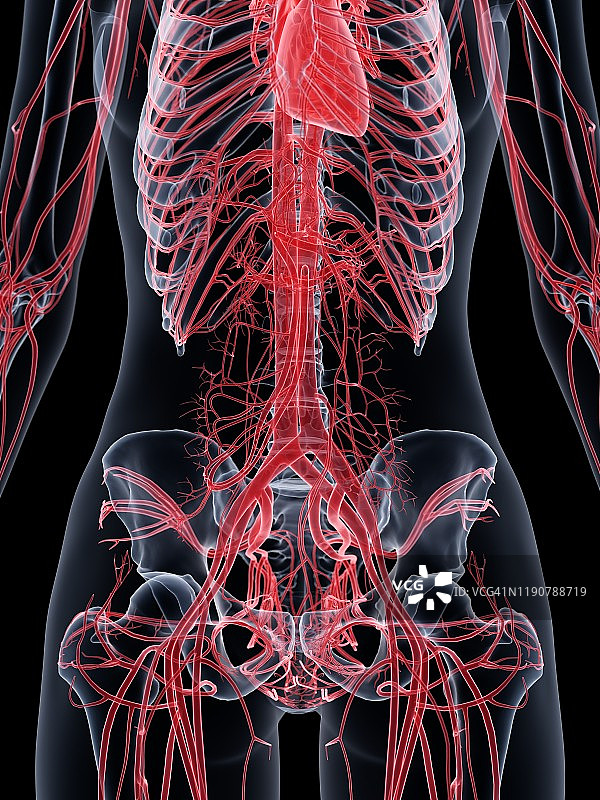 女性血管系统示意图图片素材