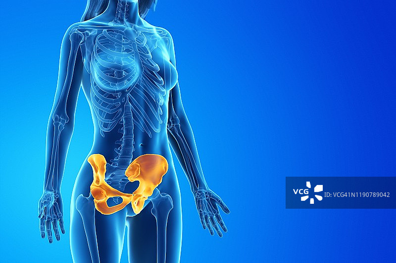 臀部插画图片素材