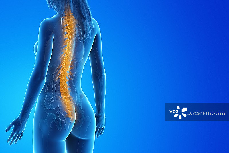脊柱插图图片素材