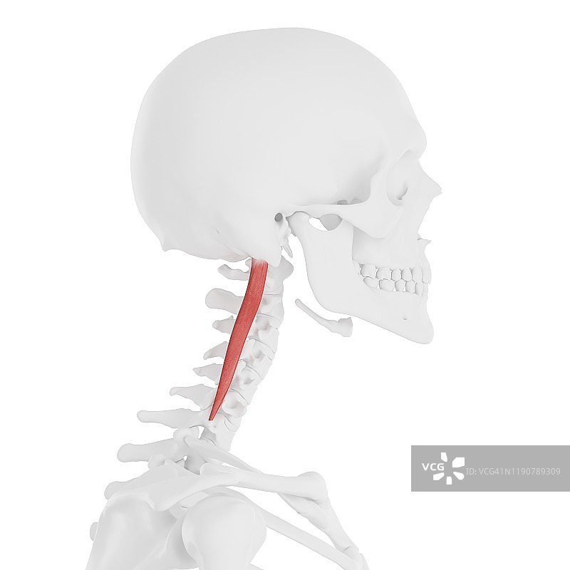 头最长肌插图图片素材