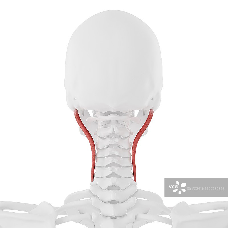 头最长肌插图图片素材