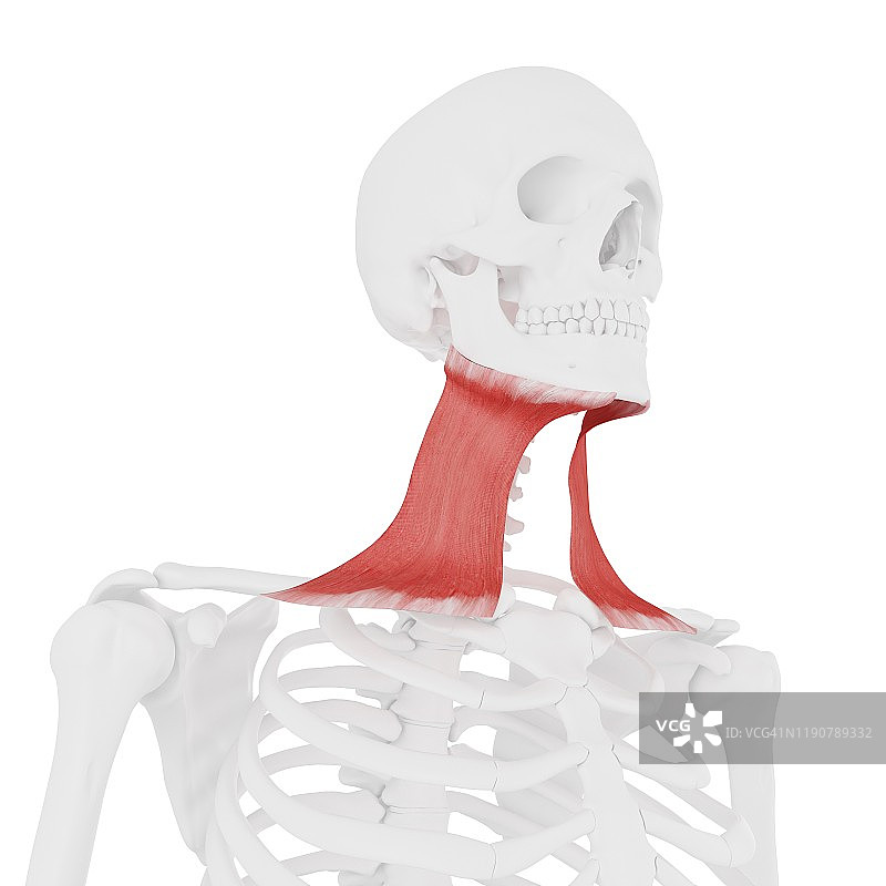 颈阔肌插画图片素材