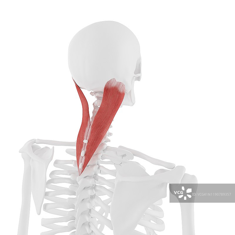 头夹肌解剖结构图图片素材