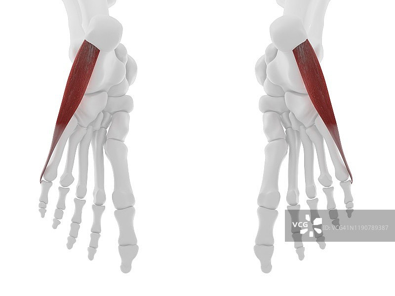 小指外展肌图示图片素材