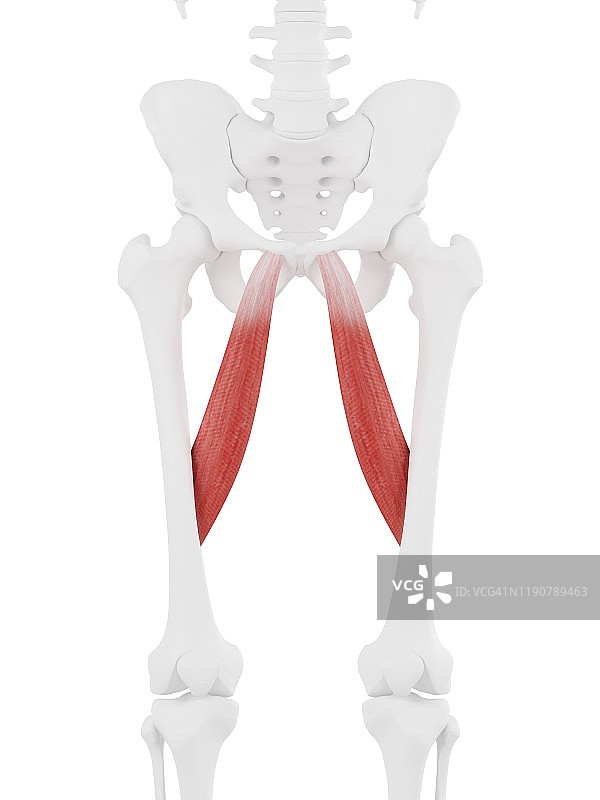 内收长肌插画图片素材