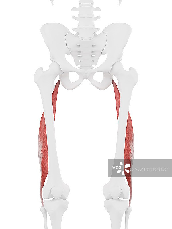 股二头肌长头肌肉图图片素材