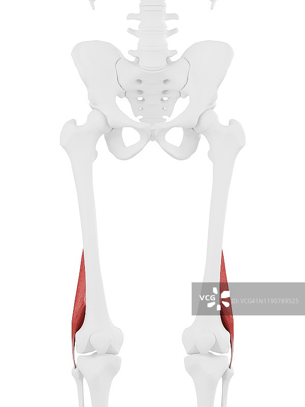 股二头肌短头肌肉插图图片素材
