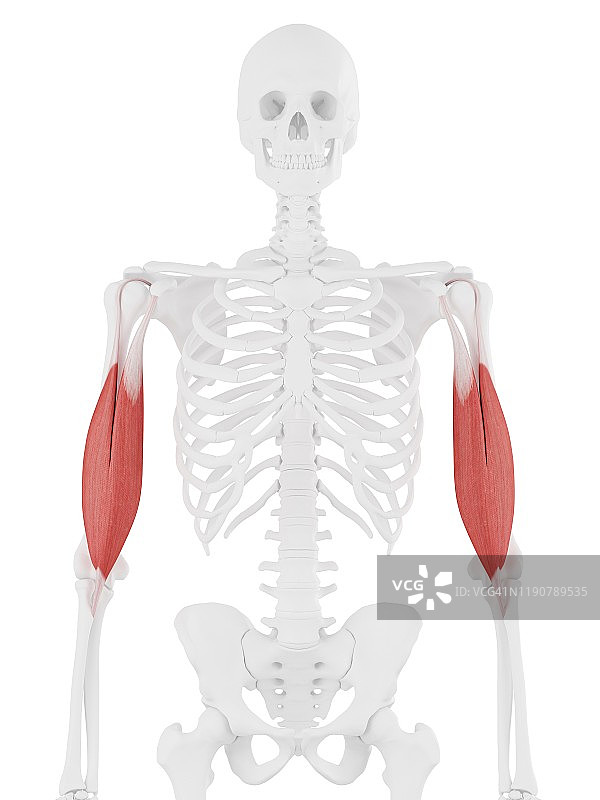 肱二头肌肌肉插图图片素材
