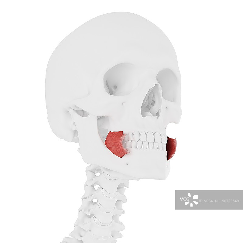 颊肌示意图图片素材