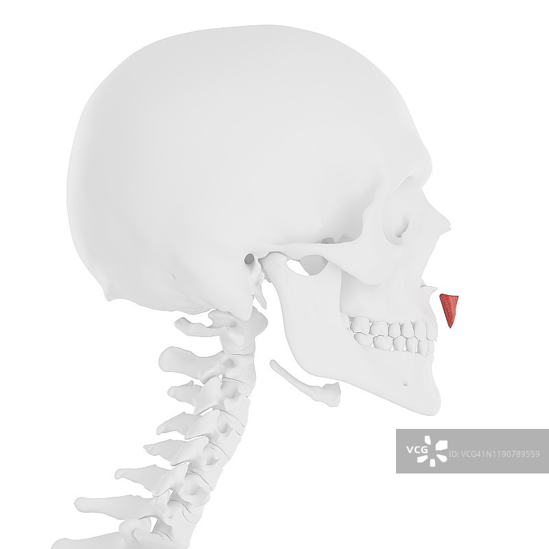 降鼻中隔肌插图图片素材