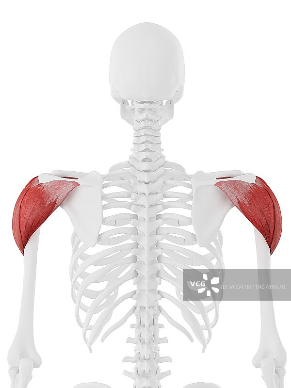 三角肌插图图片素材