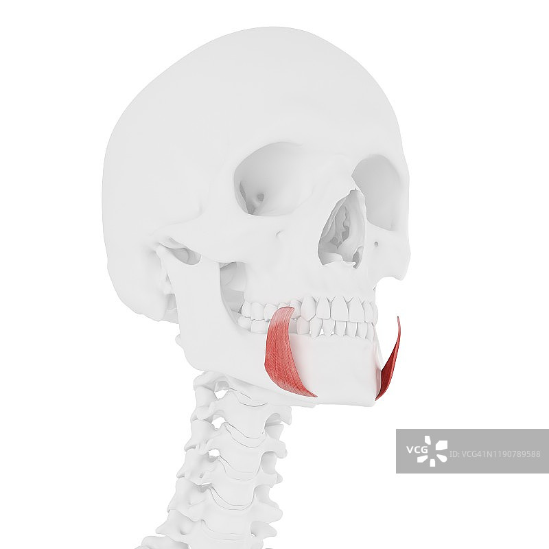 口角下降肌示意图图片素材