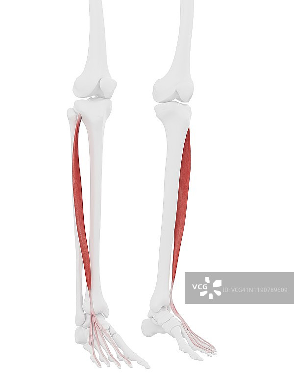 趾长伸肌图示图片素材