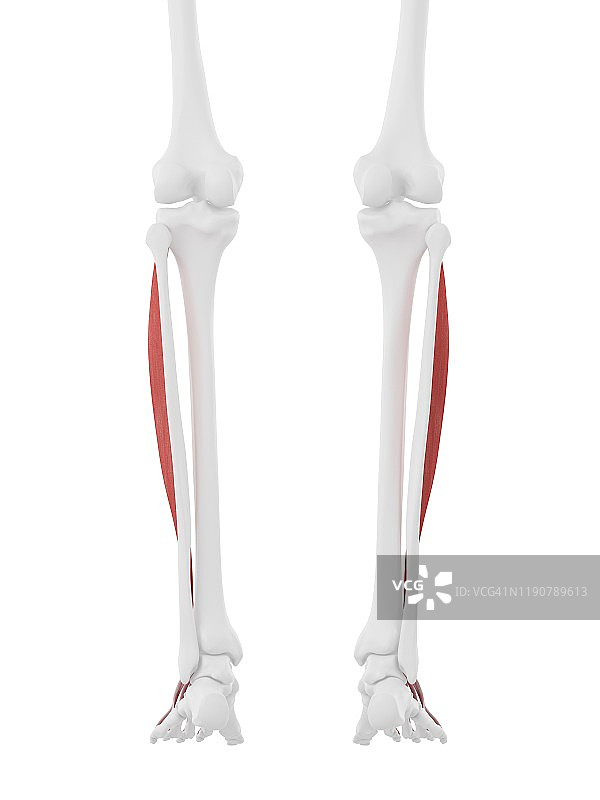 趾长伸肌图示图片素材