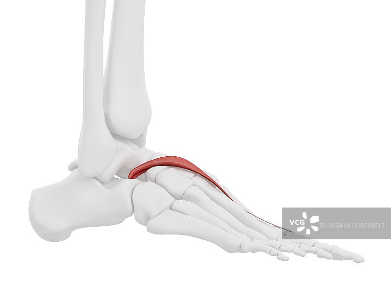 趾短伸肌示意图图片素材
