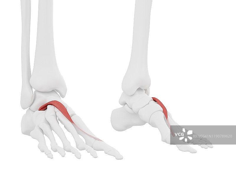 趾短伸肌示意图图片素材