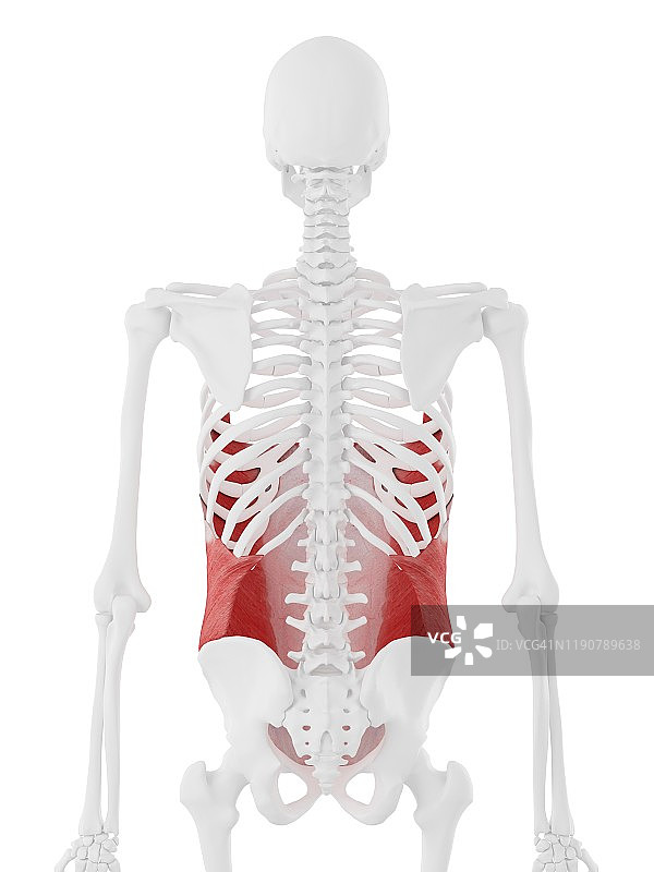 腹外斜肌图示图片素材