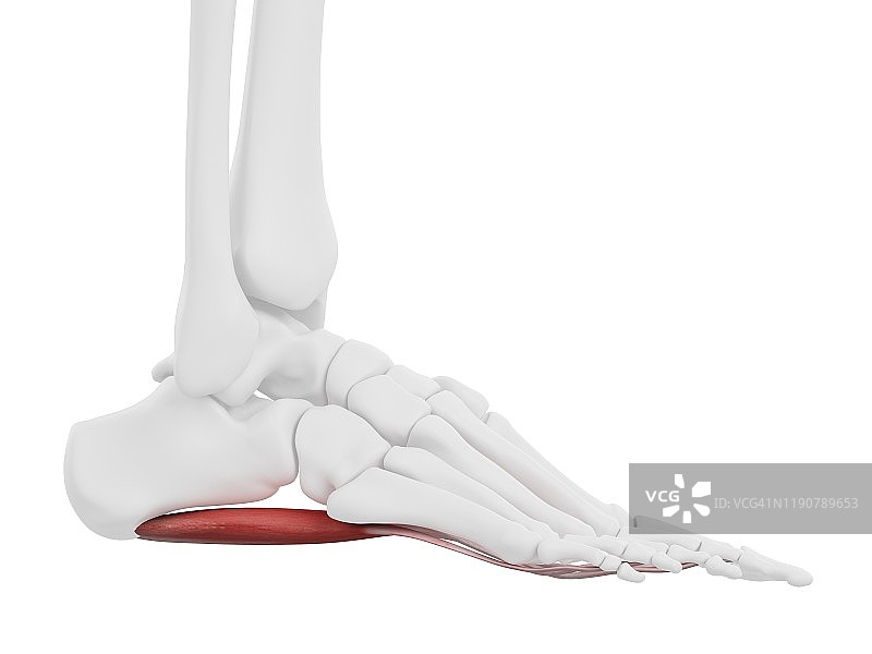 趾短屈肌插图图片素材