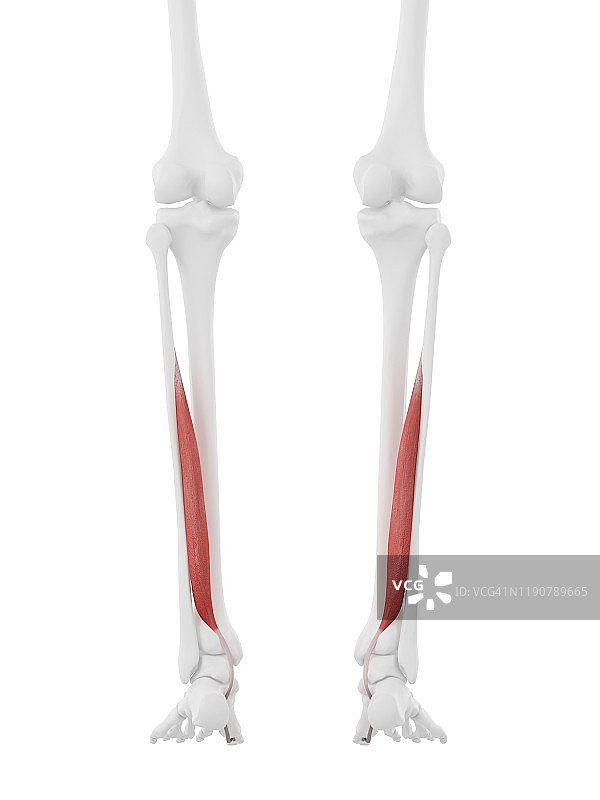 趾长屈肌肌肉插图图片素材